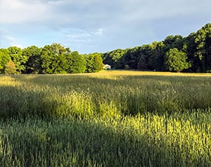 Grassy field at sunset